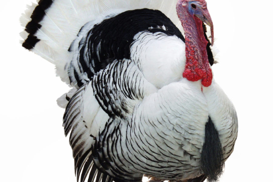 Ethanol Saves Americans $29.13 on Average Thanksgiving Trip