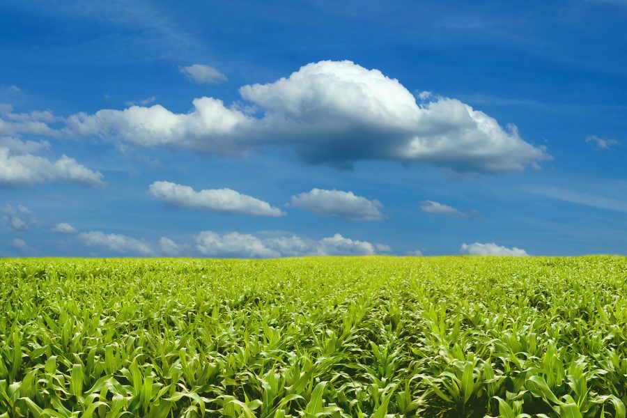 USDA Expects 2013 Crop to be a Record-Breaker